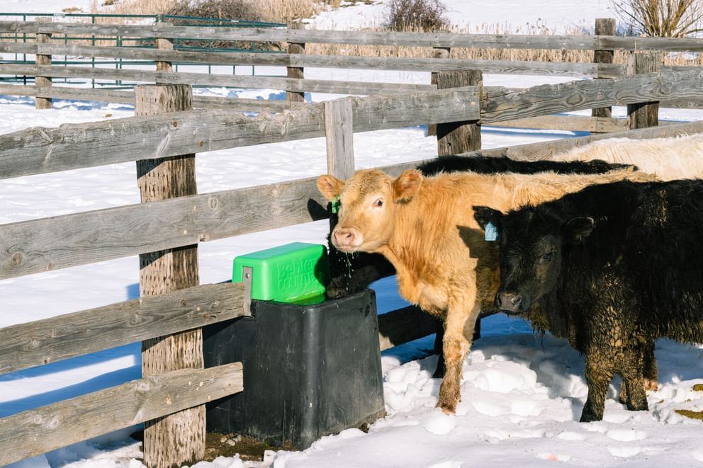 Behlen Country HydroStation AHW80 Electric Waterer, 80-Gal