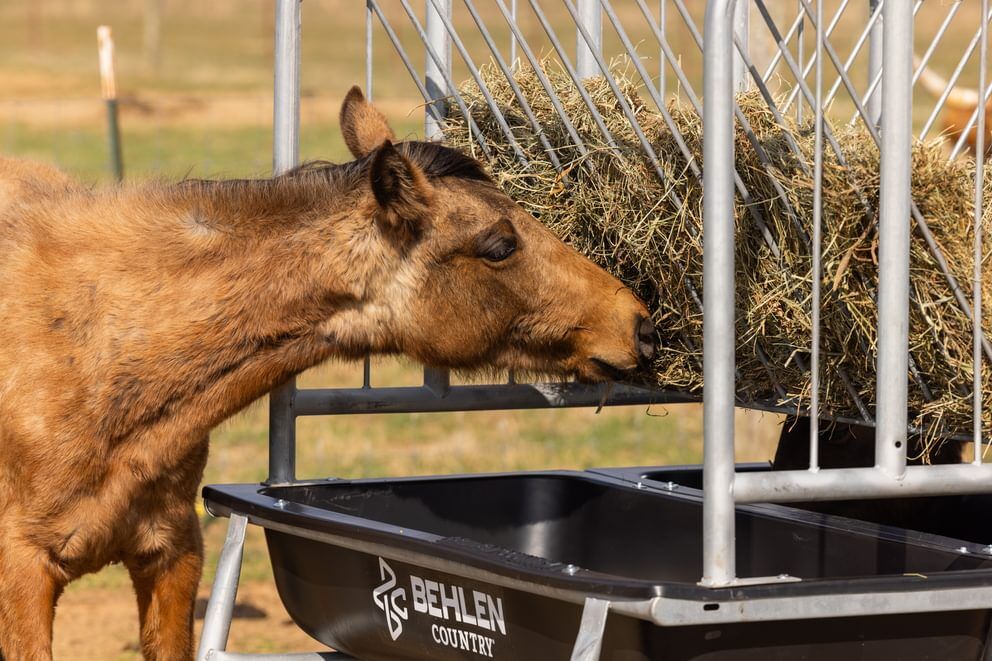Behlen Country Black Galvanized Equine Ace Horse Feeder, 70-In x 68-In
