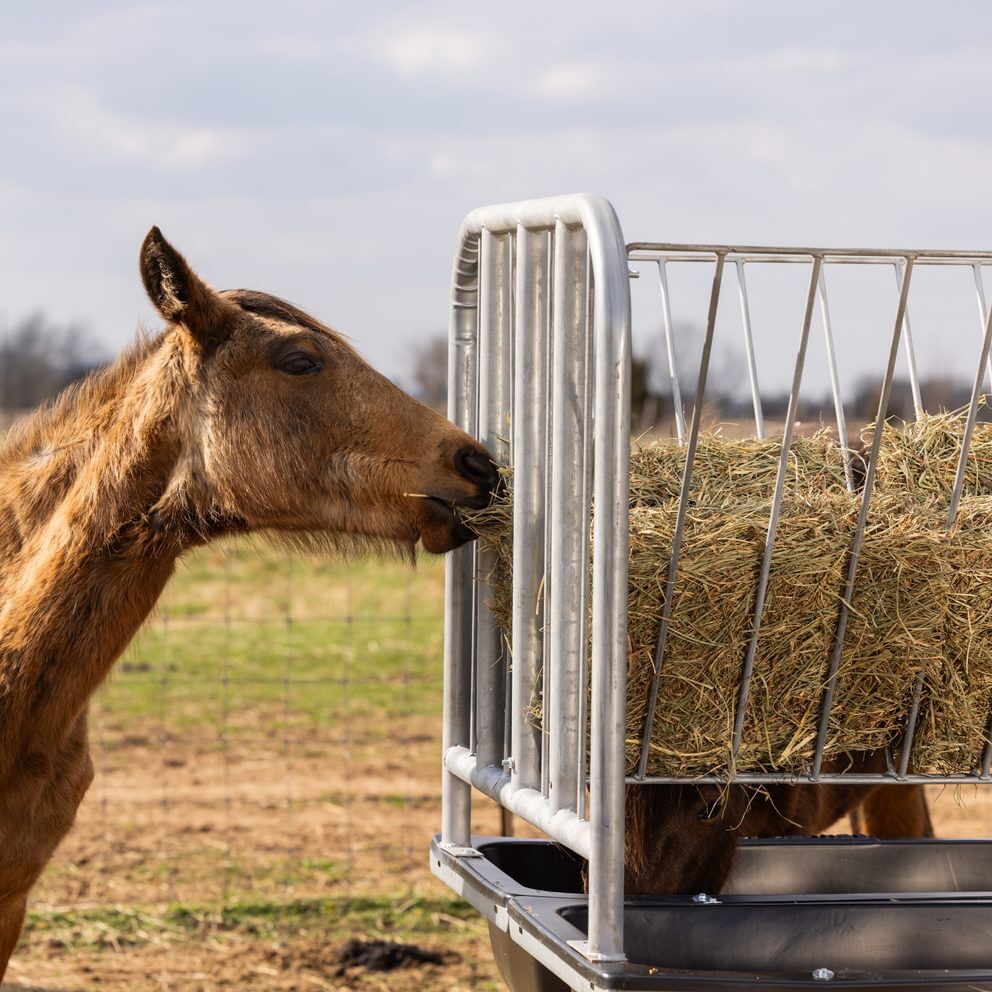 Behlen Country Black Galvanized Equine Ace Horse Feeder, 70-In x 68-In