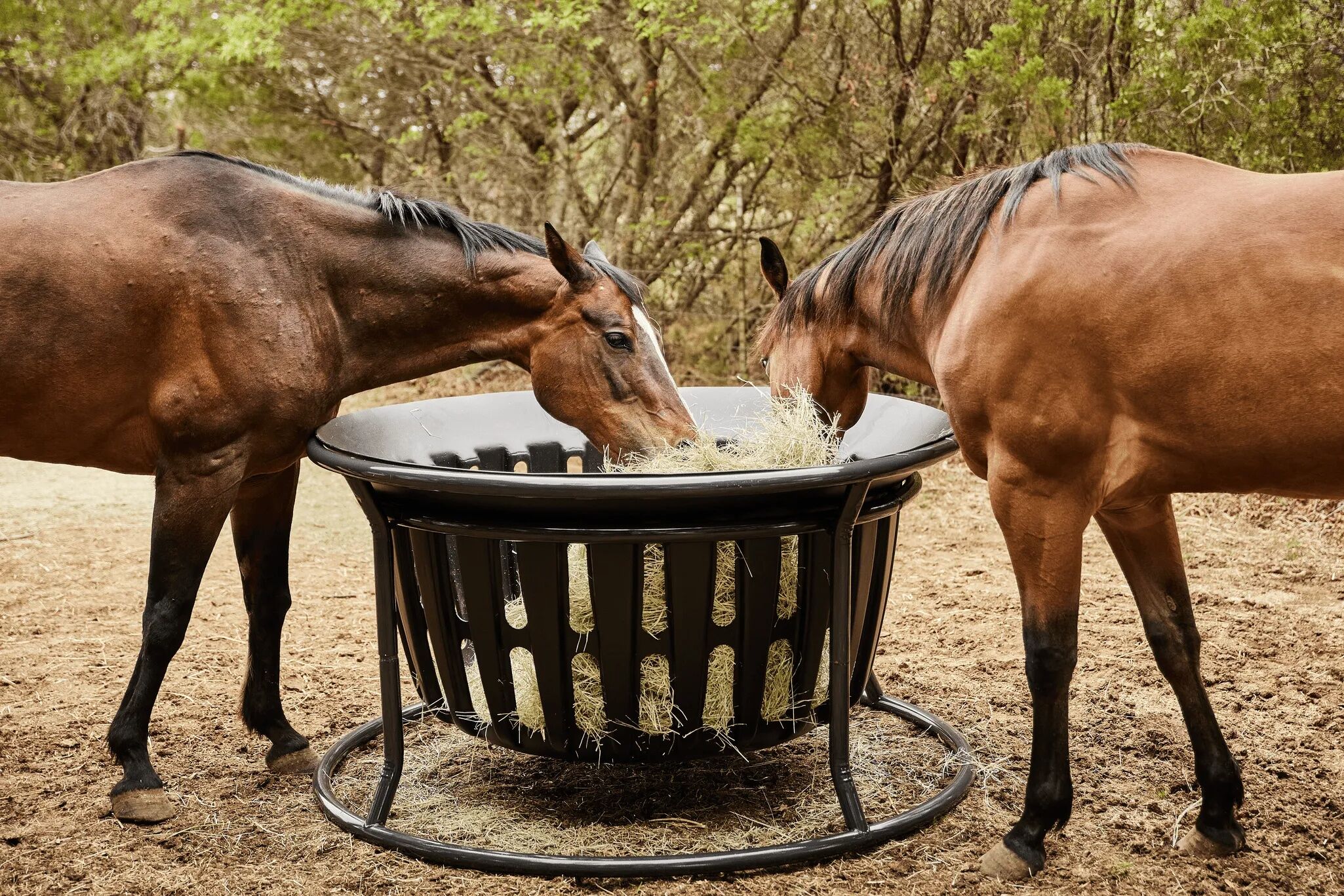 Tarter Equine Hay Basket