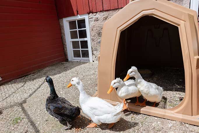 Hampel's Small Happy Hut