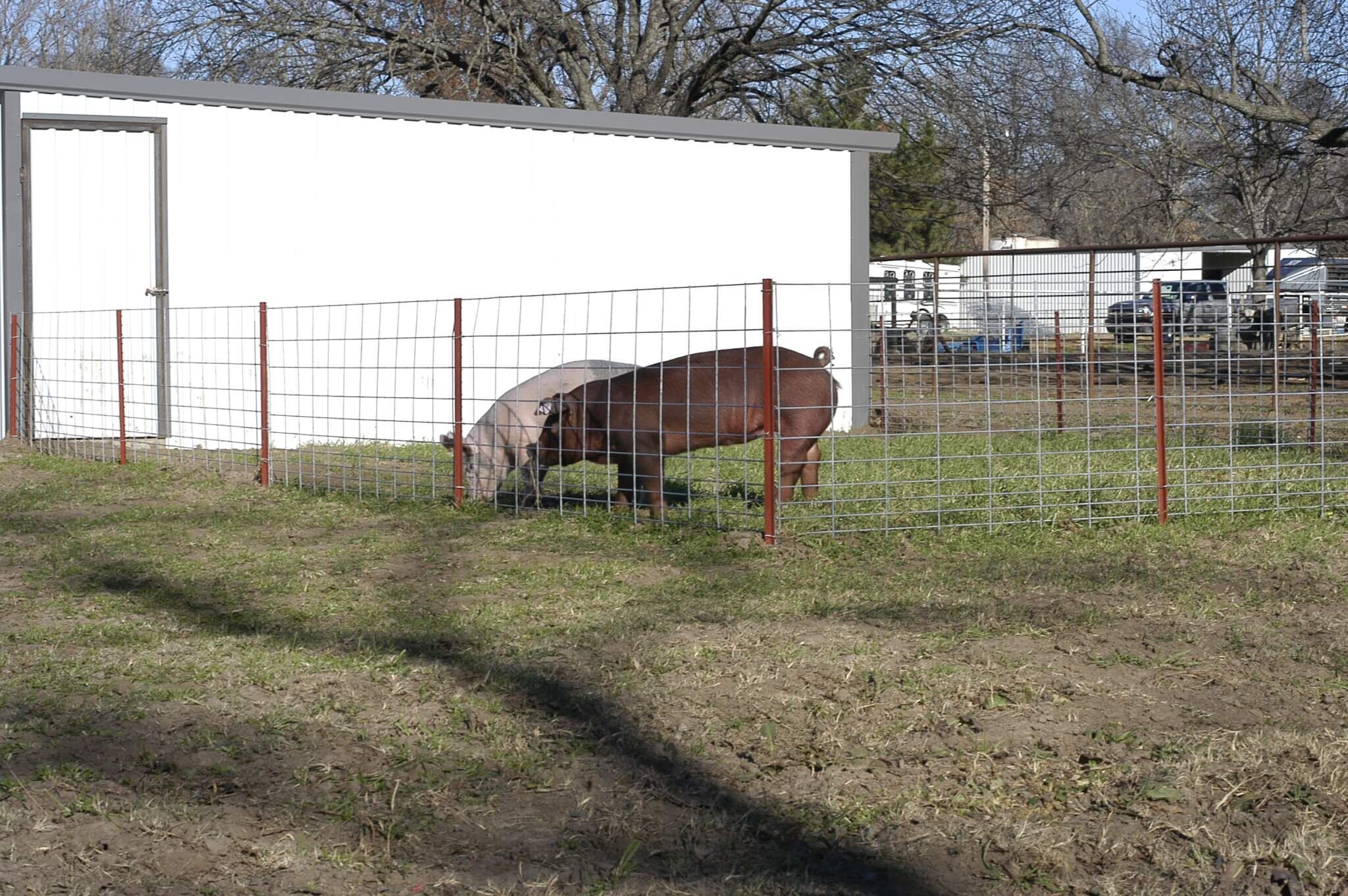 OK Brand Select 34 Inch Hog Panel - 16 ft