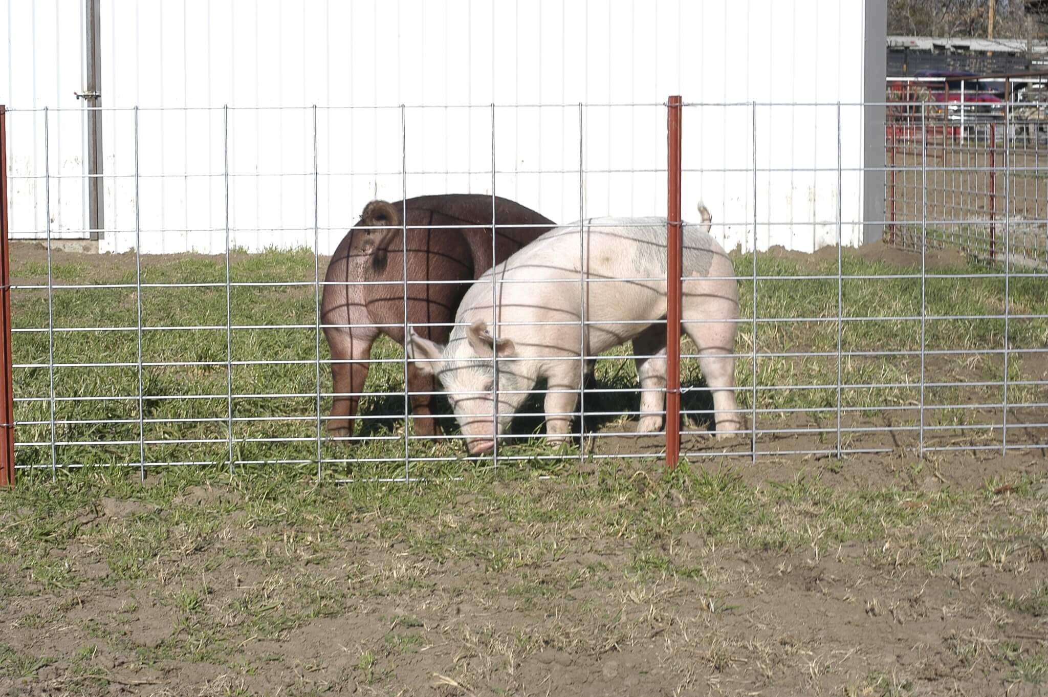 OK Brand Select 34 Inch Hog Panel - 16 ft