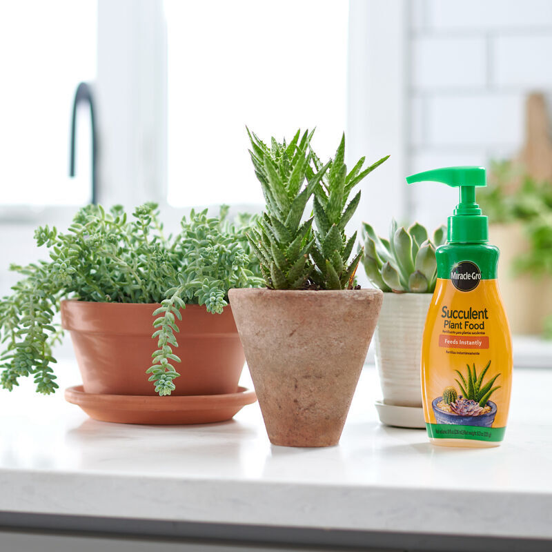 Miracle-Gro Succulent Plant Food, 8-Oz