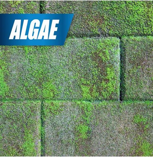 Pulverize Weed & Grass Killer Concentrate, 32-Oz