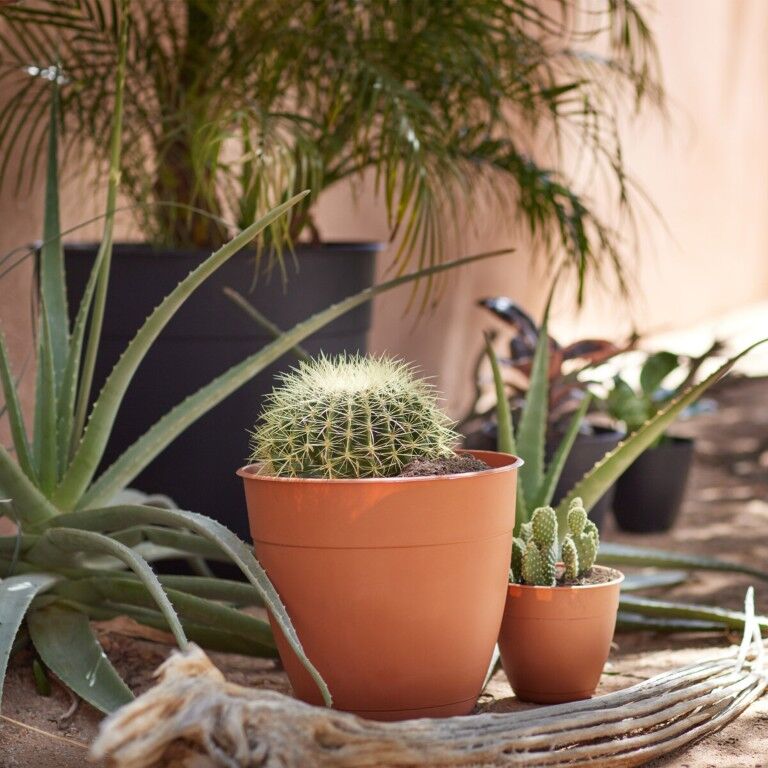 Bloem Terra Cotta Dayton Planter, 8-In