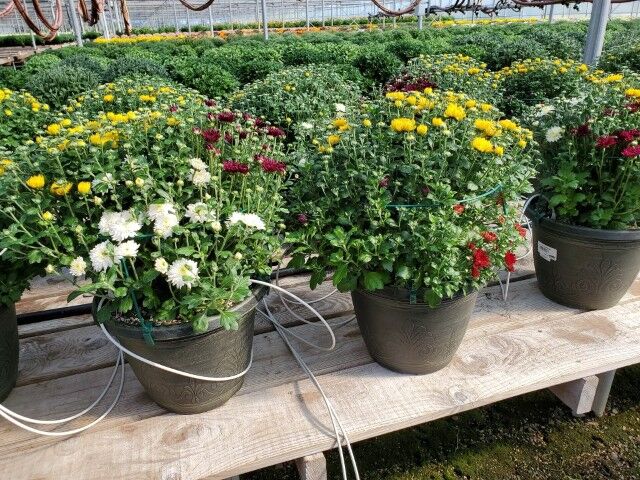 Tom Desanto Greenhouses Geranium Zonal Assorted Plants, 4-In