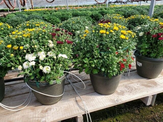 Tom Desanto Greenhouses Primroses Assorted Plants, 3 1/2-In