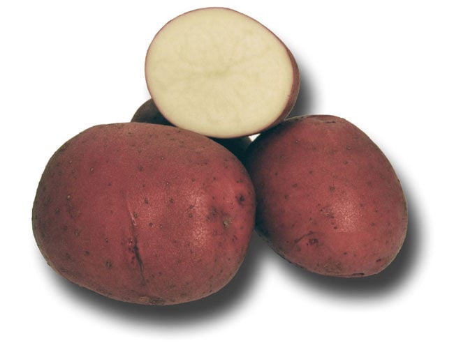 Holbrook Colorado Rose Seed Potatoes (Sold By The Pound)