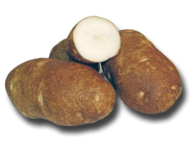 Holbrook Russet Burbank Seed Potatoes (Sold By The Pound)