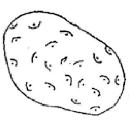 Prince Corporation Red Pontiac Seed Potatoes, Size 50, Sold By The Pound