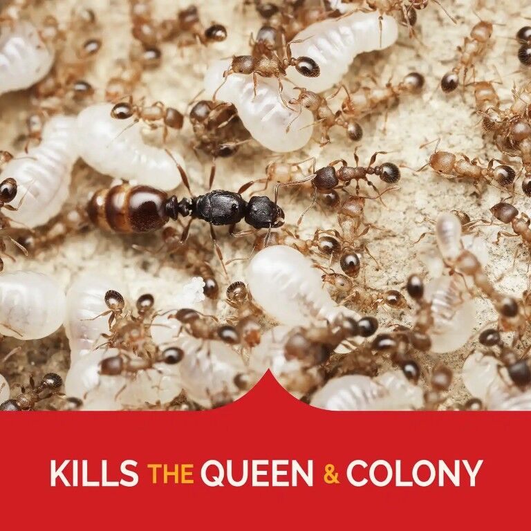 Hot Shot MaxAttrax Ant Bait, 4-Pk