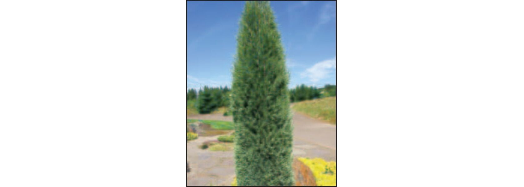 Sester Farms Moonglow Juniper #5