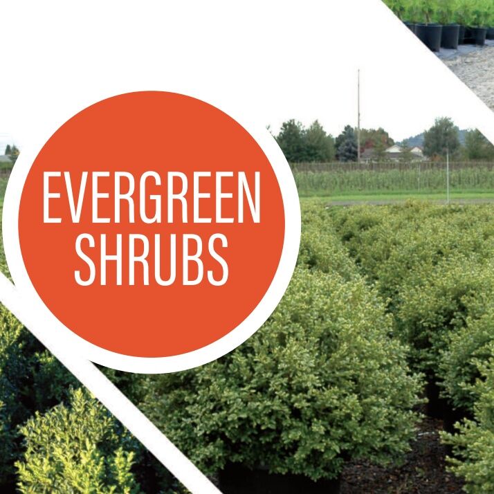 Sester Farms Evergreen Shrub #7 CS
