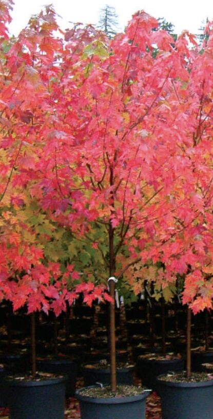 Sester Farms Autumn Blaze Maple #7