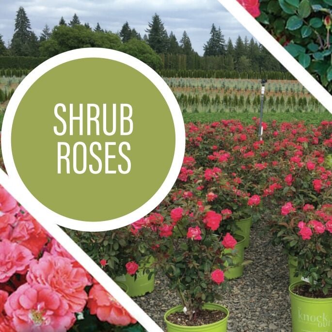 Sester Farms Shrub Rose #5 Super CS