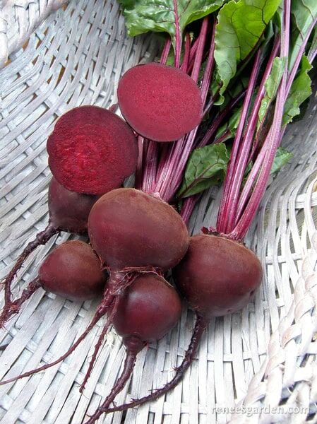 Renee's Garden Dutch Beets Red Baron Seeds
