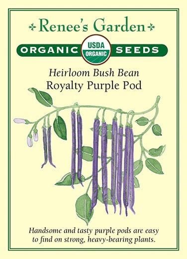 Renee's Garden Heirloom Bush Bean Royalty Purple Pod Seeds