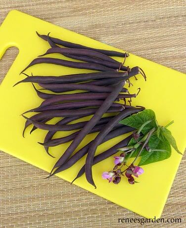 Renee's Garden Heirloom Bush Bean Royalty Purple Pod Seeds