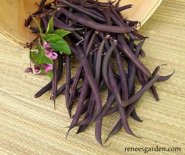 Renee's Garden Heirloom Bush Bean Royalty Purple Pod Seeds