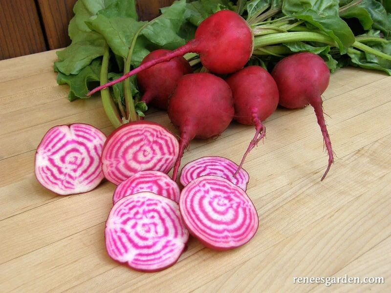Renee's Garden Heirloom Beets Traditional Chioggia Seeds