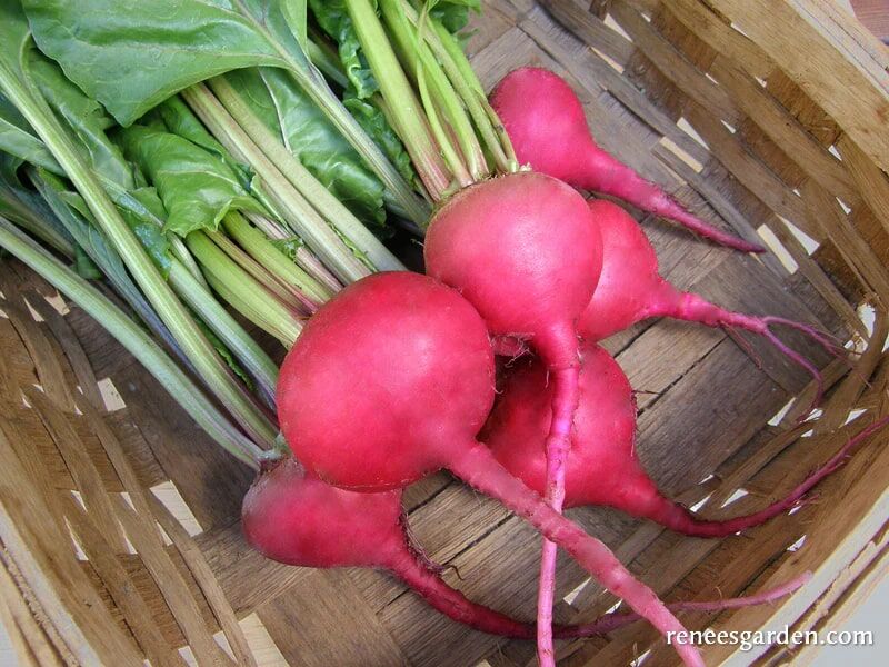Renee's Garden Heirloom Beets Traditional Chioggia Seeds