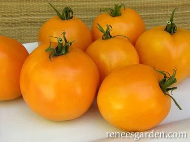 Renee's Garden Heirloom Tomato Tangerine Seeds