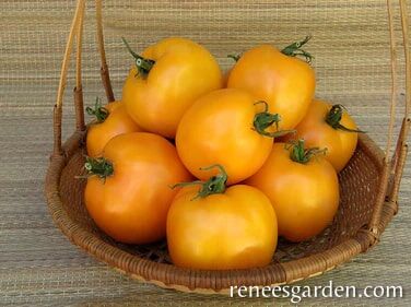 Renee's Garden Heirloom Tomato Tangerine Seeds