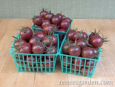 Renee's Garden Heirloom Tomato Black Cherry Seeds