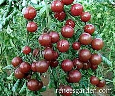Renee's Garden Heirloom Tomato Black Cherry Seeds