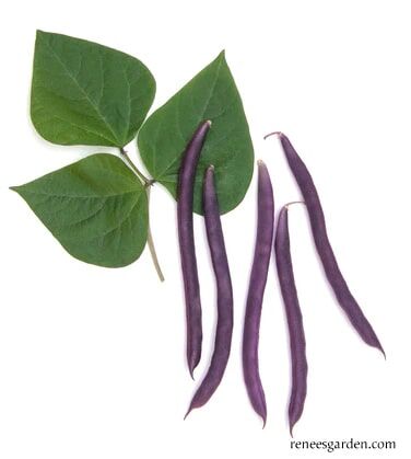 Renee's Garden Heirloom Pole Beans Rich Purple Pod Seeds