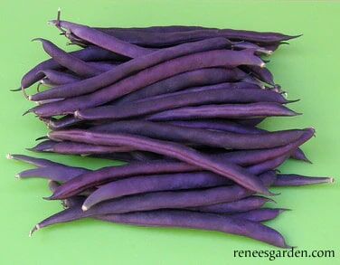 Renee's Garden Heirloom Pole Beans Rich Purple Pod Seeds