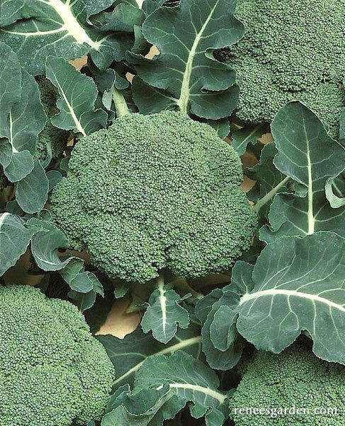 Renee's Garden Early Heading Broccoli Batavia Seeds