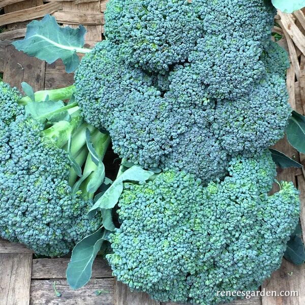 Renee's Garden Early Heading Broccoli Batavia Seeds