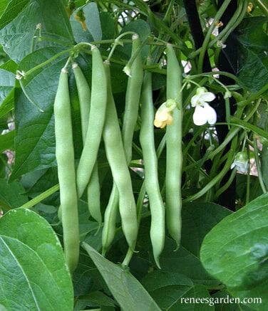 Renee's Garden Heirloom Pole Beans Kentucky Wonder Seeds