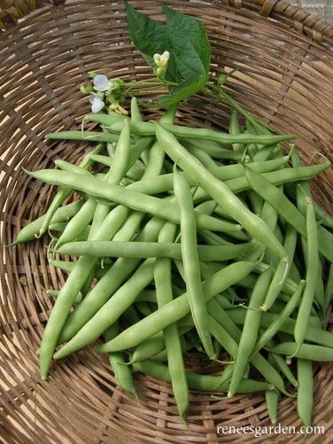 Renee's Garden Heirloom Pole Beans Kentucky Wonder Seeds