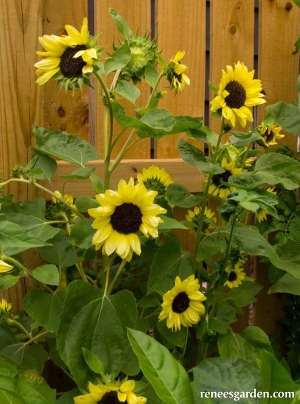 Renee's Garden Long Blooming Sunflowers Valentine Seeds
