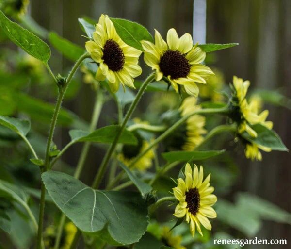 Renee's Garden Long Blooming Sunflowers Valentine Seeds