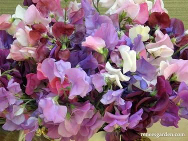 Renee's Garden Heirloom Sweet Peas Perfume Delight Seeds