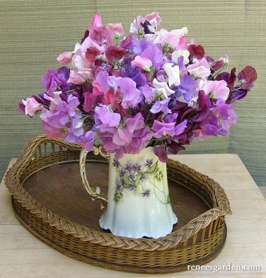 Renee's Garden Heirloom Sweet Peas Perfume Delight Seeds