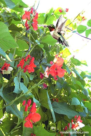 Renee's Garden Heirloom Runner Bean Painted Lady Seeds