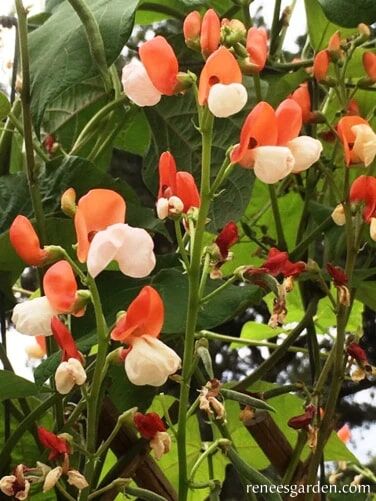 Renee's Garden Heirloom Runner Bean Painted Lady Seeds