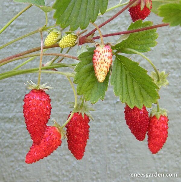 Renee's Garden Alpine Strawberries Mignonette Seeds