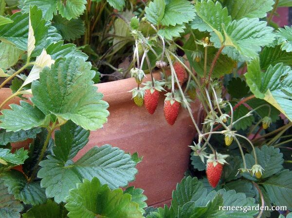 Renee's Garden Alpine Strawberries Mignonette Seeds