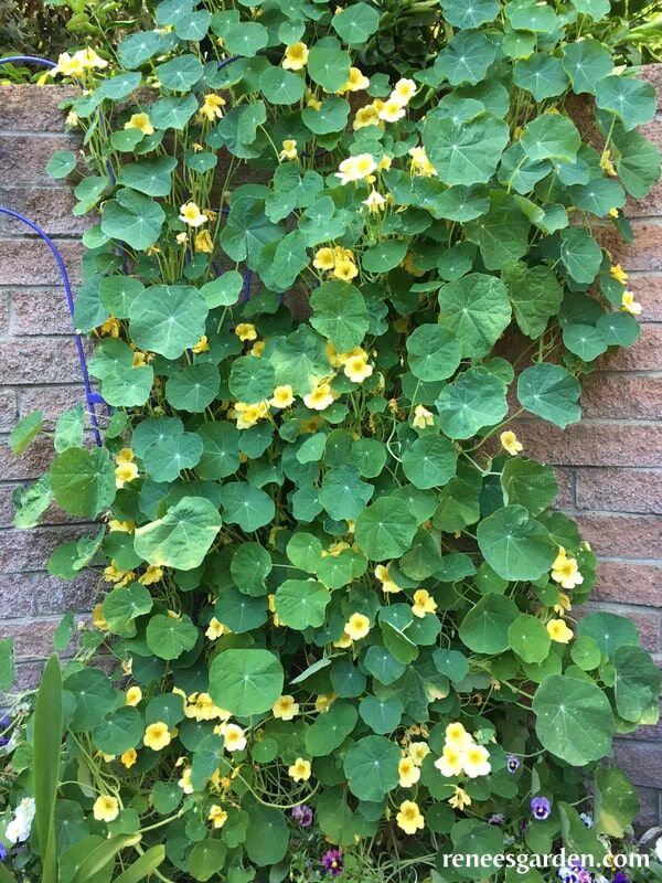 Renee's Garden Climbing Nasturtiums Moonlight Seeds