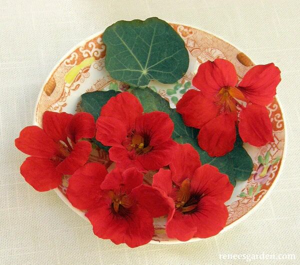 Renee's Garden Heirloom Nasturtiums Empress of India Seeds