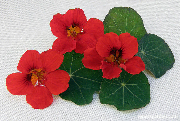 Renee's Garden Heirloom Nasturtiums Empress of India Seeds