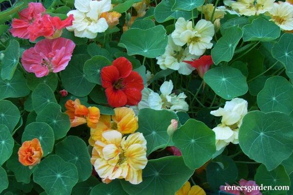 Renee's Garden Rainbow Nasturtiums Whirlybird Mix Seeds