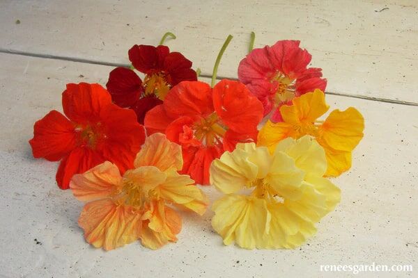 Renee's Garden Rainbow Nasturtiums Whirlybird Mix Seeds