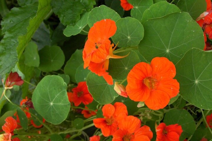 Renee's Garden Climbing Nasturtiums Spitfire Seeds